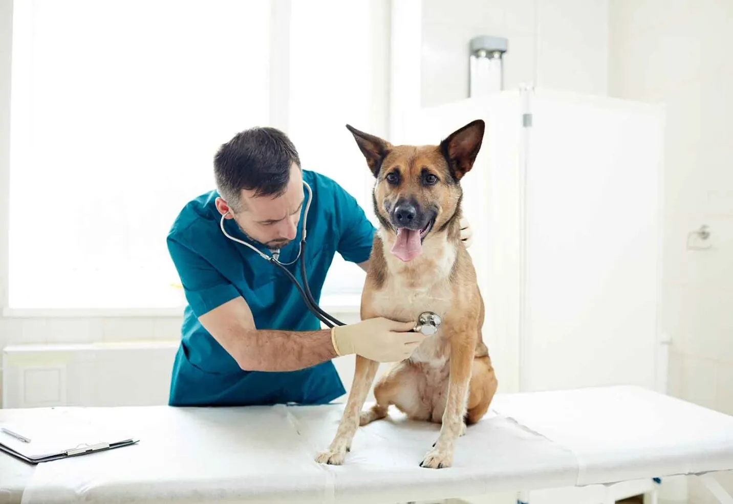 Insuficiencia cardíaca en perros: síntomas y tratamiento Insuficiencia cardíaca en perros: síntomas y tratamiento
