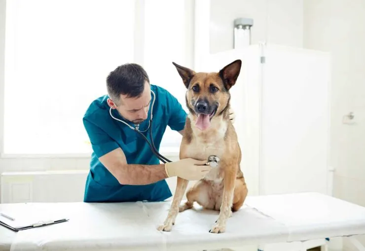 Insuficiencia cardíaca en perros: síntomas y tratamiento