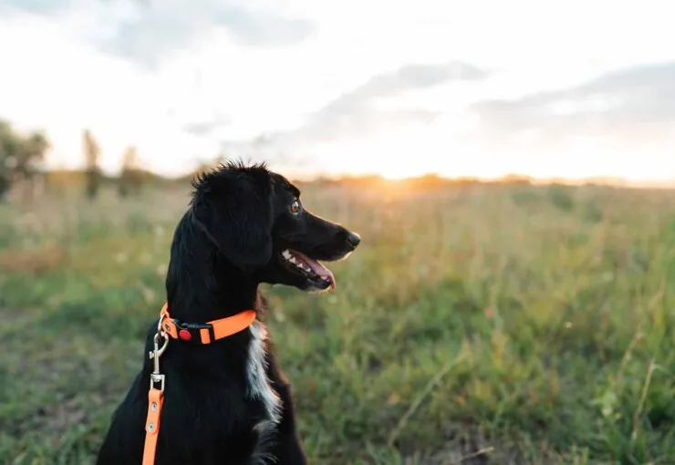 Golpe de calor en perros: síntomas, efectos y tratamiento