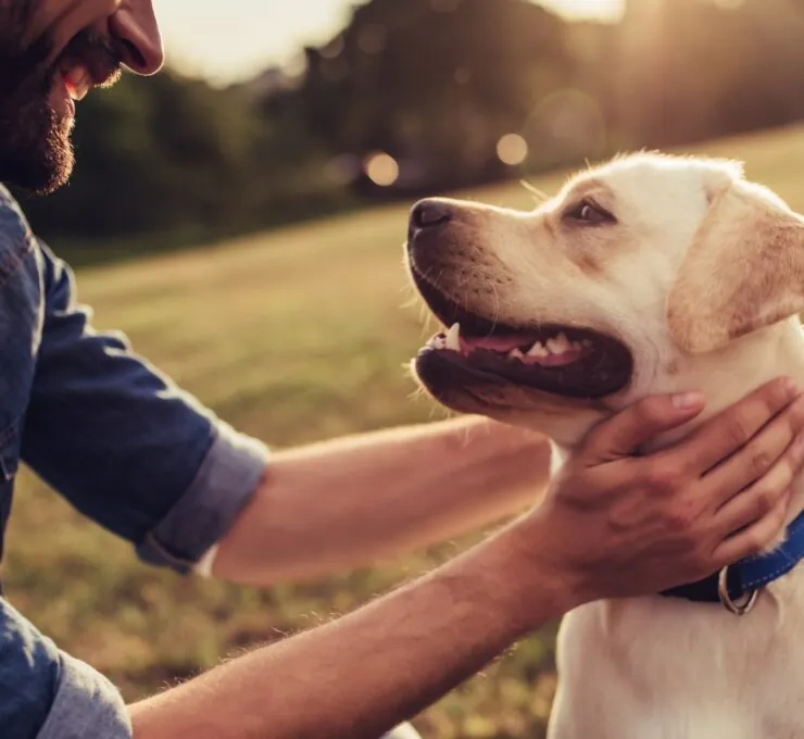 Filaria en perros: descubre cómo se transmite, sus síntomas y tratamiento