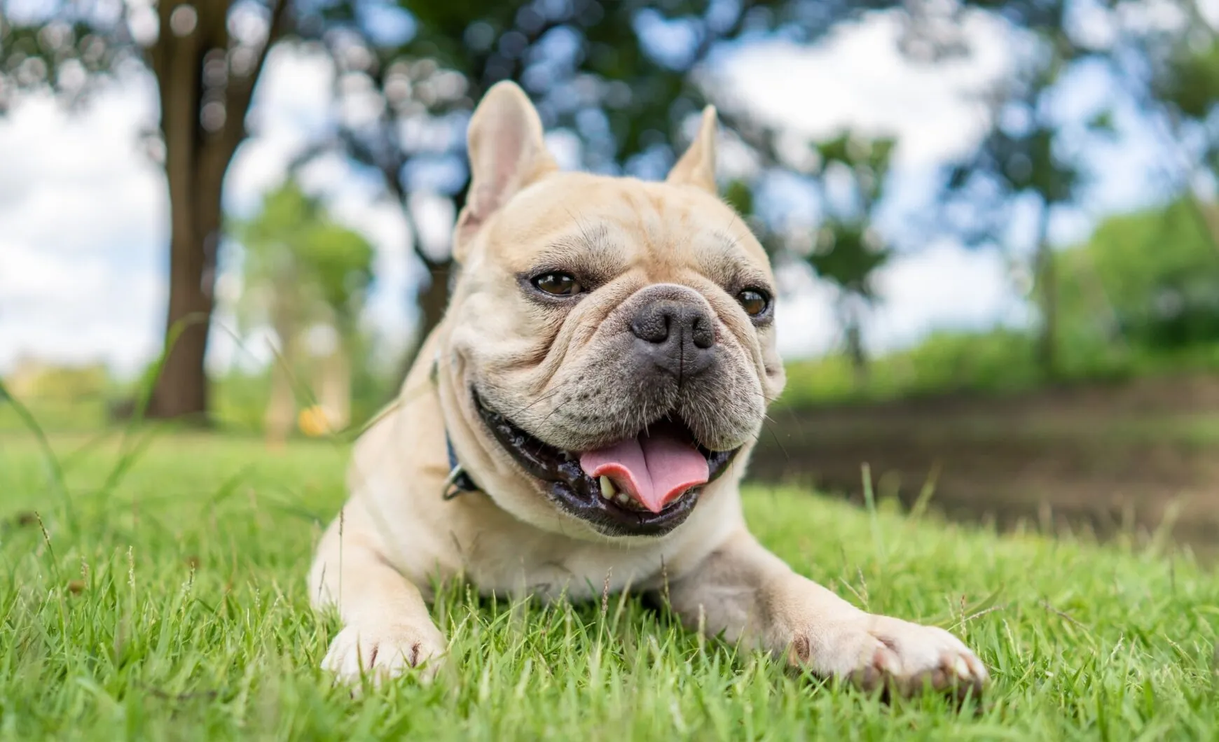 Guía completa sobre el síndrome braquicefálico en perros: Causas, síntomas y tratamiento