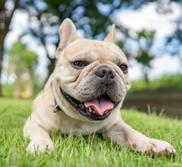 Guía completa sobre el síndrome braquicefálico en perros: Causas, síntomas y tratamiento