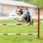 Agility para perros: qué es y beneficios Agility para perros: qué es y beneficios