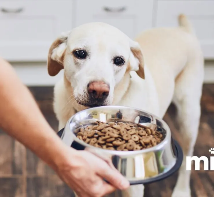 Tabla de Porciones de Alimentos para Cachorros: Guía de Alimentación