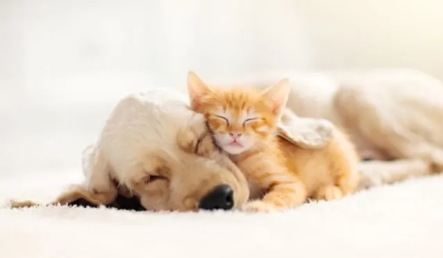 Todo lo que debes saber sobre la nueva ley de protección animal Todo lo que debes saber sobre la nueva ley de protección animal