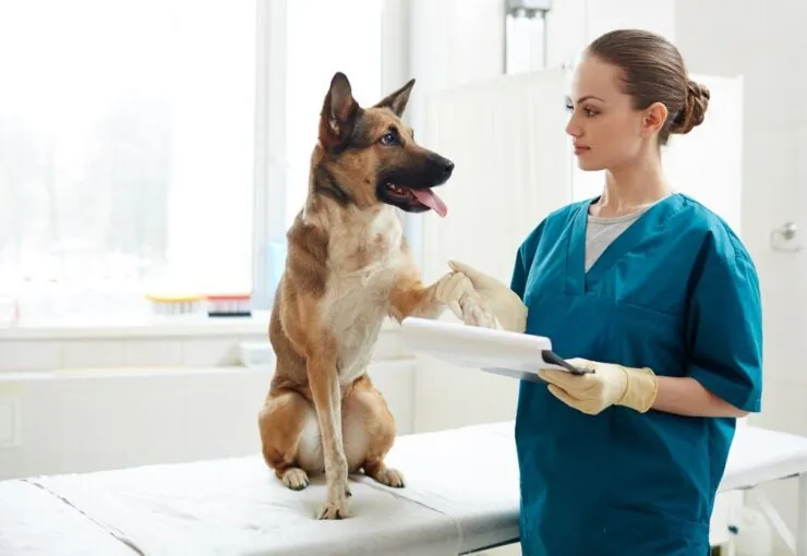 Descubre las mejores clínicas veterinarias en Valencia