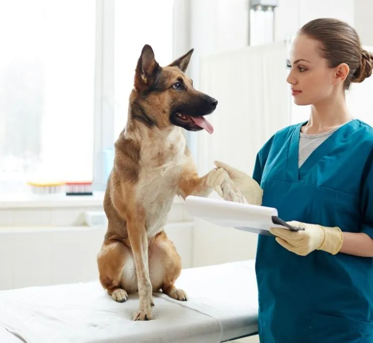 Descubre las mejores clínicas veterinarias en Valencia