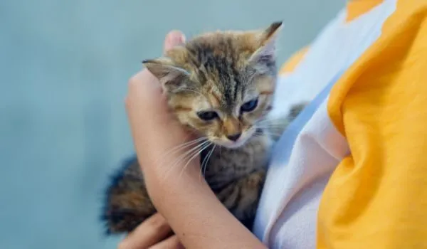 Descubre las mejores protectoras de animales en Aielo de Malferit