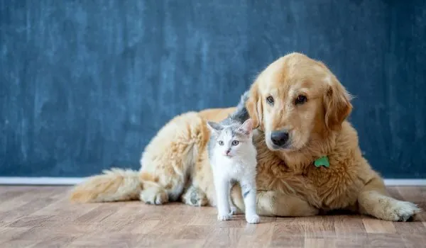 Conoce cuáles son las protectoras de animales más destacadas en Viladecans Conoce cuáles son las protectoras de animales más destacadas en Viladecans