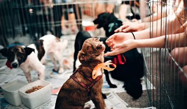 Estos son los mejores centros de adopción en Barcelona Estos son los mejores centros de adopción en Barcelona