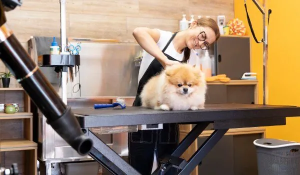 Estas son las 5 mejores peluquerías caninas en Palma de Mallorca Estas son las 5 mejores peluquerías caninas en Palma de Mallorca