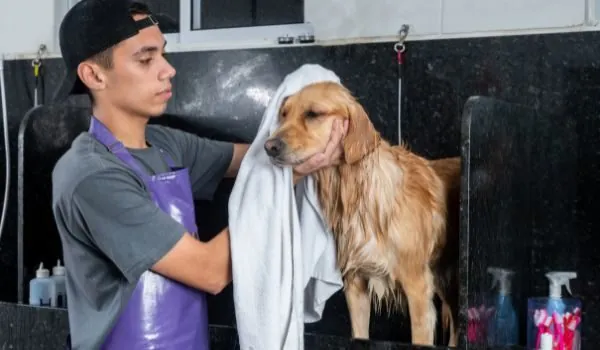 Descubre las peluquerías caninas más destacadas en Alcúdia Descubre las peluquerías caninas más destacadas en Alcúdia